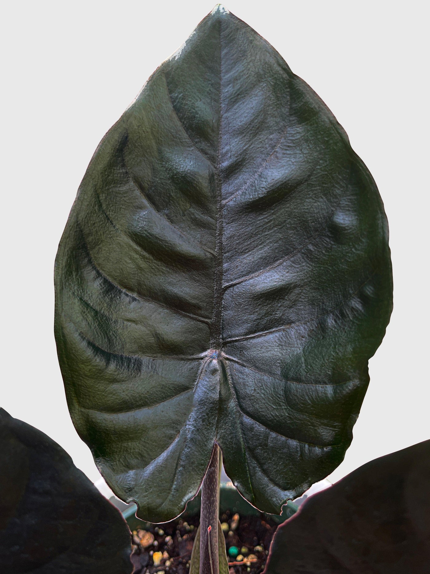 Alocasia Infernalis Kapit 'Black Panther' - Bumble Plants