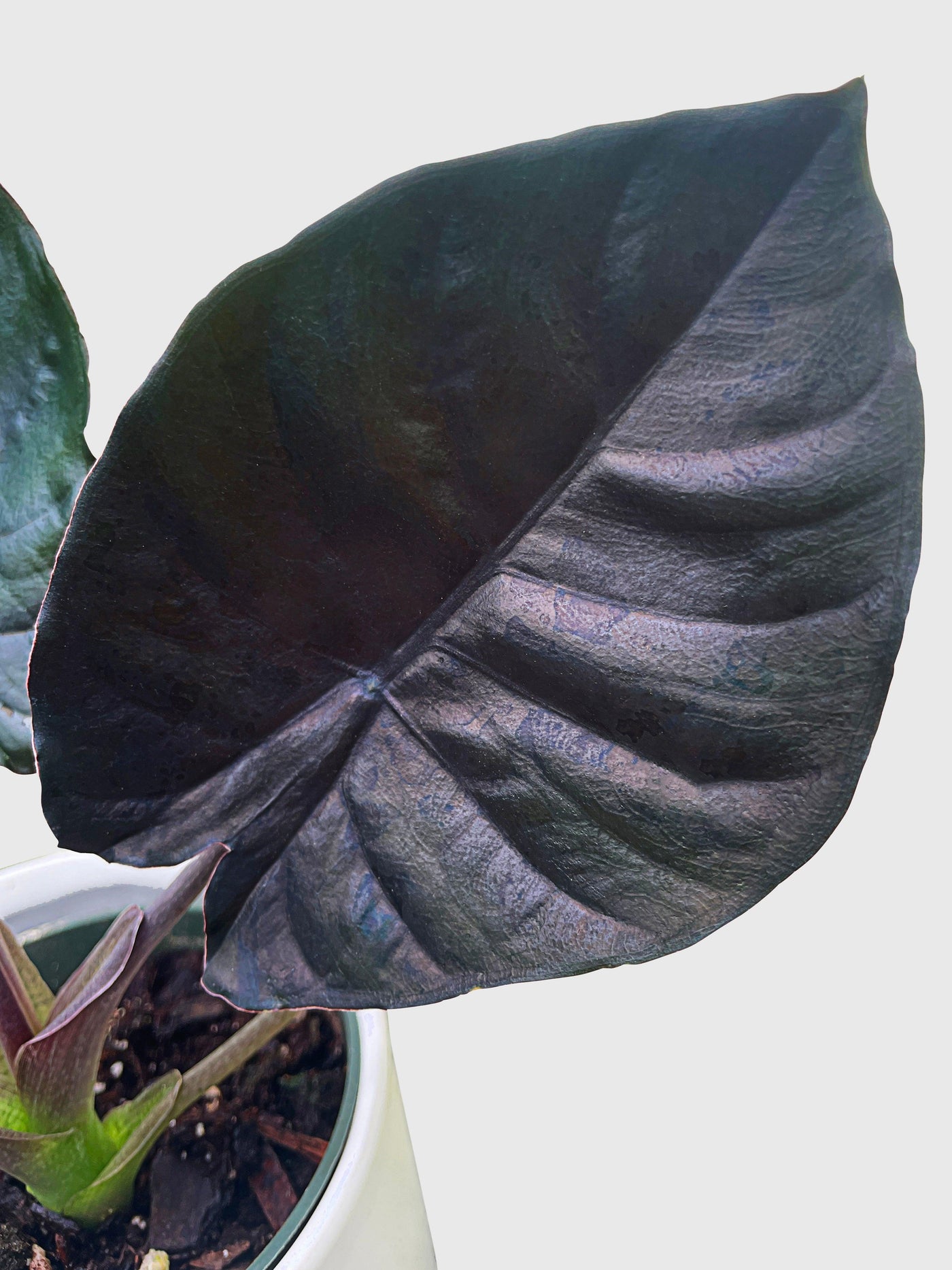 Alocasia Infernalis Kapit 'Black Panther' - Bumble Plants