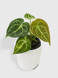 Anthurium Clarinervium - Bumble Plants