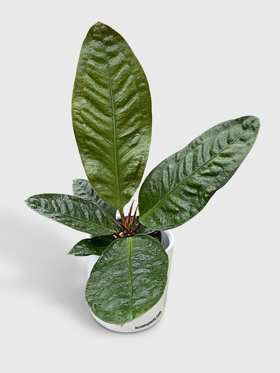 Anthurium Superbum 'Bird's Nest' - Bumble Plants