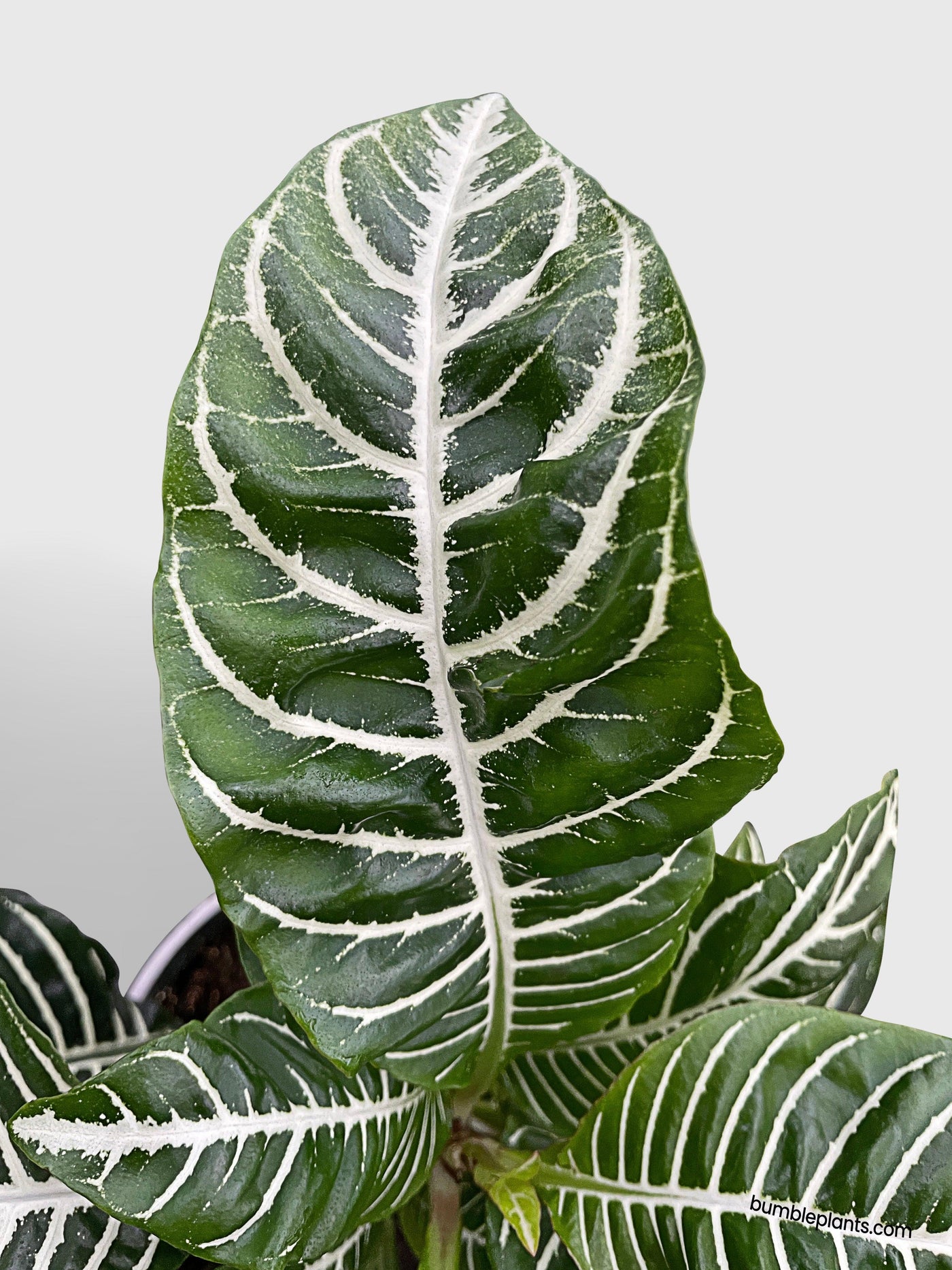 Aphelandra Squarrosa 'Zebra Plant' - Bumble Plants