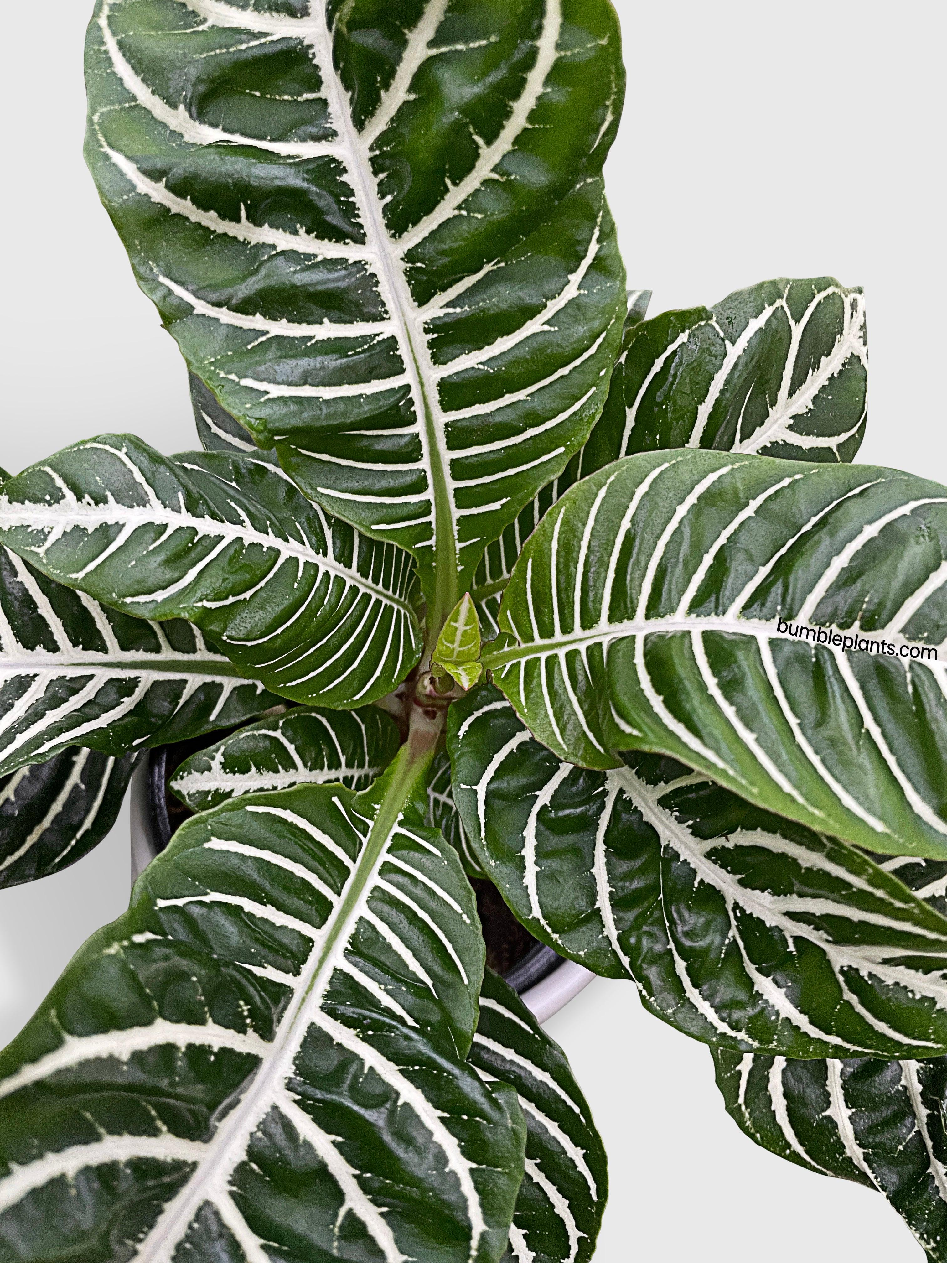 Aphelandra Squarrosa 'Zebra Plant' - Bumble Plants