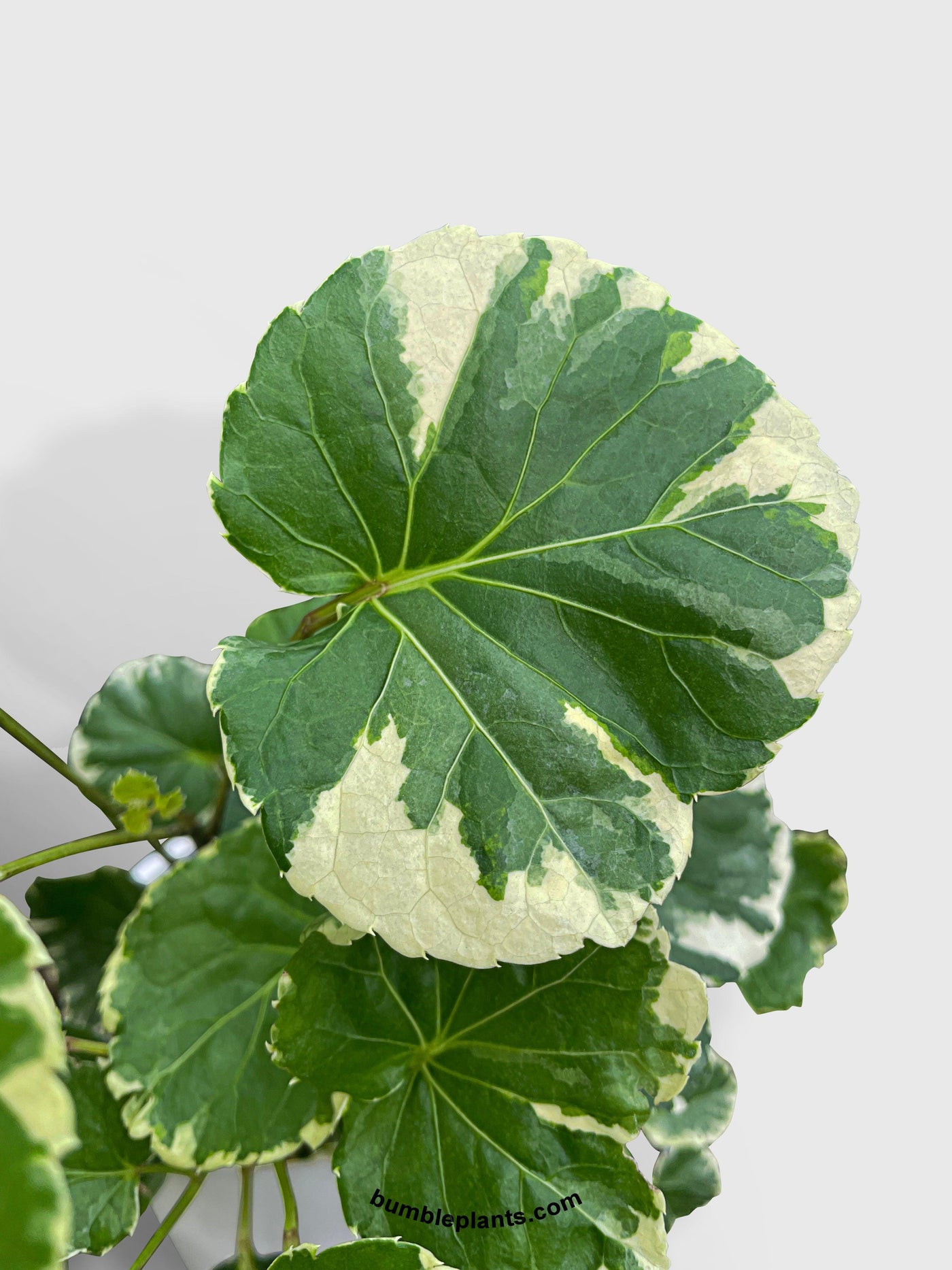 Aralia Balfouriana 'Lemon Lime' - Bumble Plants