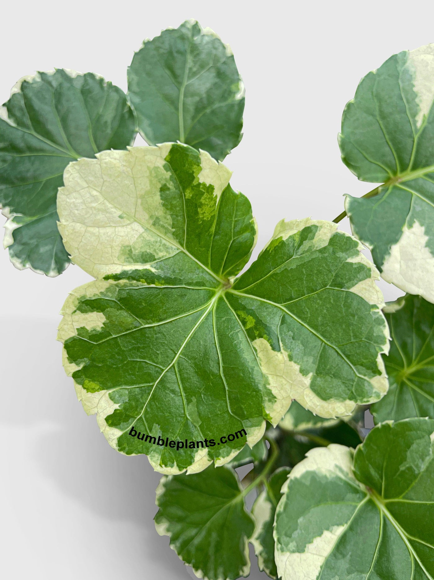 Aralia Balfouriana 'Lemon Lime' - Bumble Plants