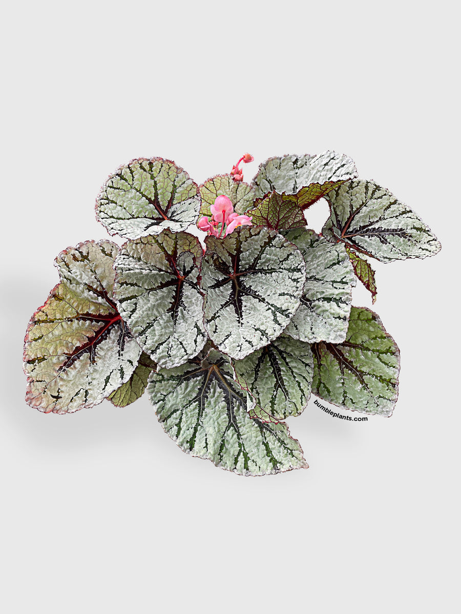 Begonia Fedor - Bumble Plants