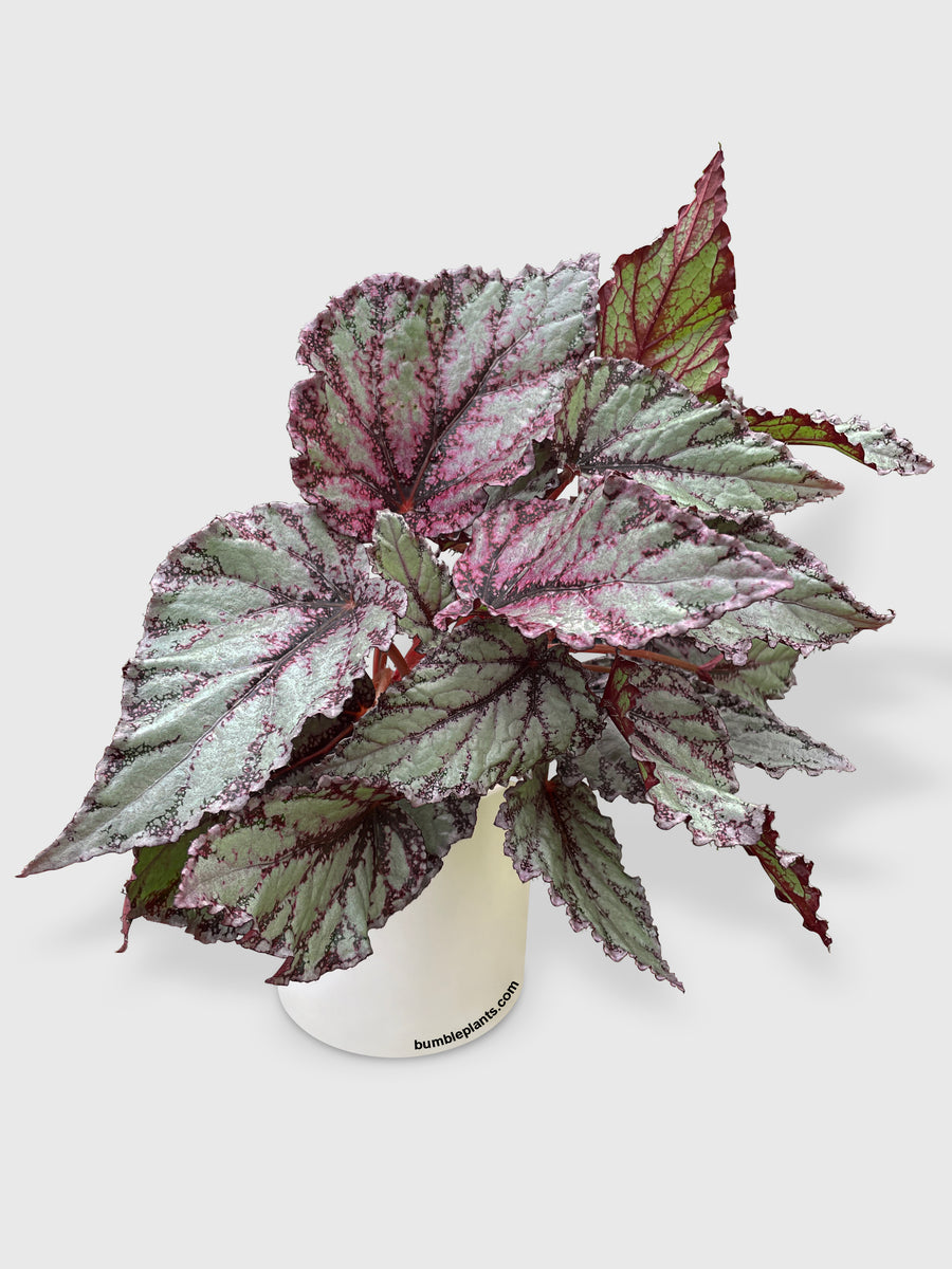 Begonia Flamenco - Bumble Plants