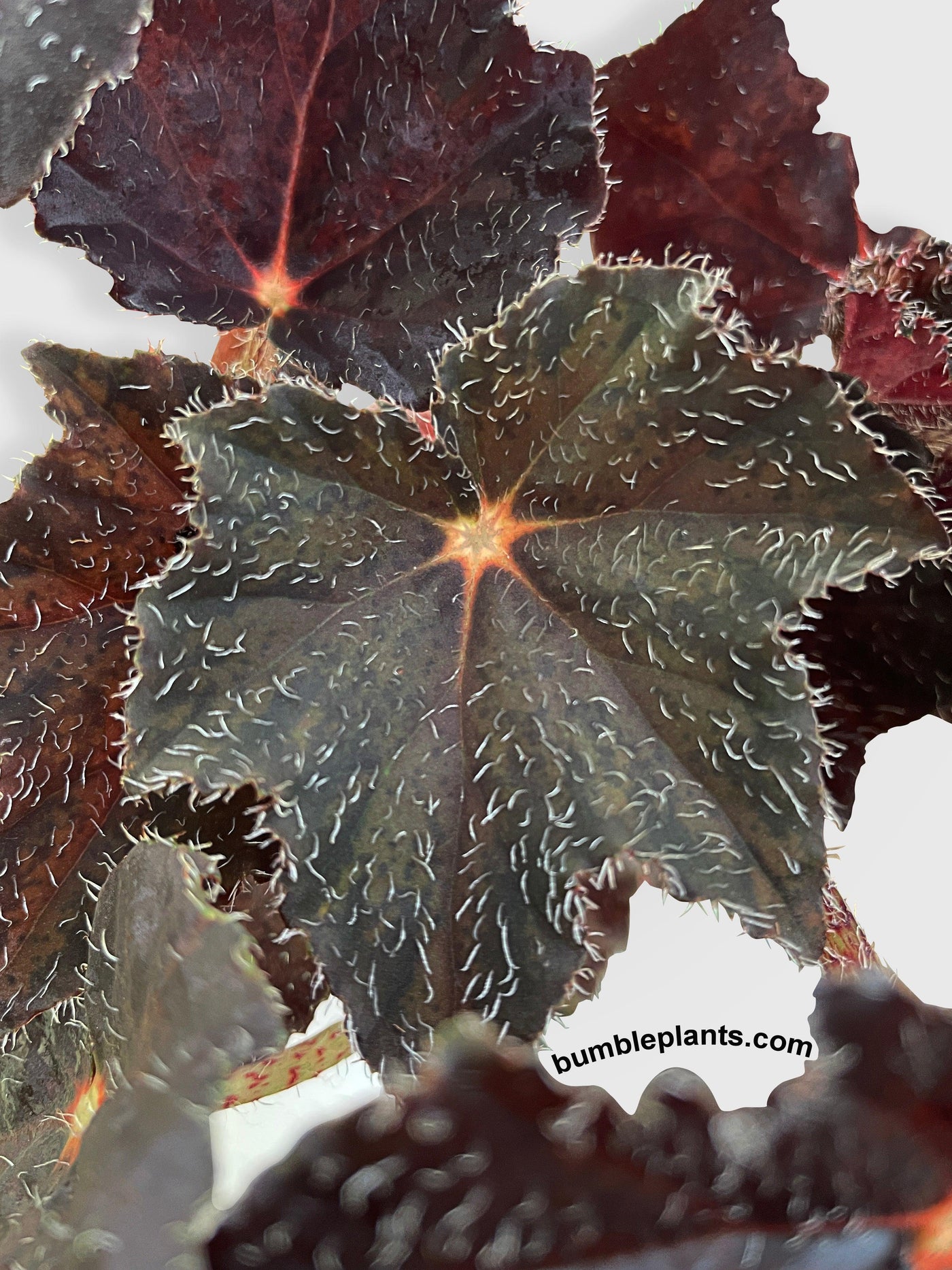 Begonia Black Fuzz Hallows Eye - Bumble Plants