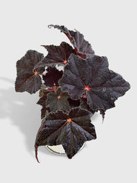 Begonia Black Fuzz Hallows Eye - Bumble Plants