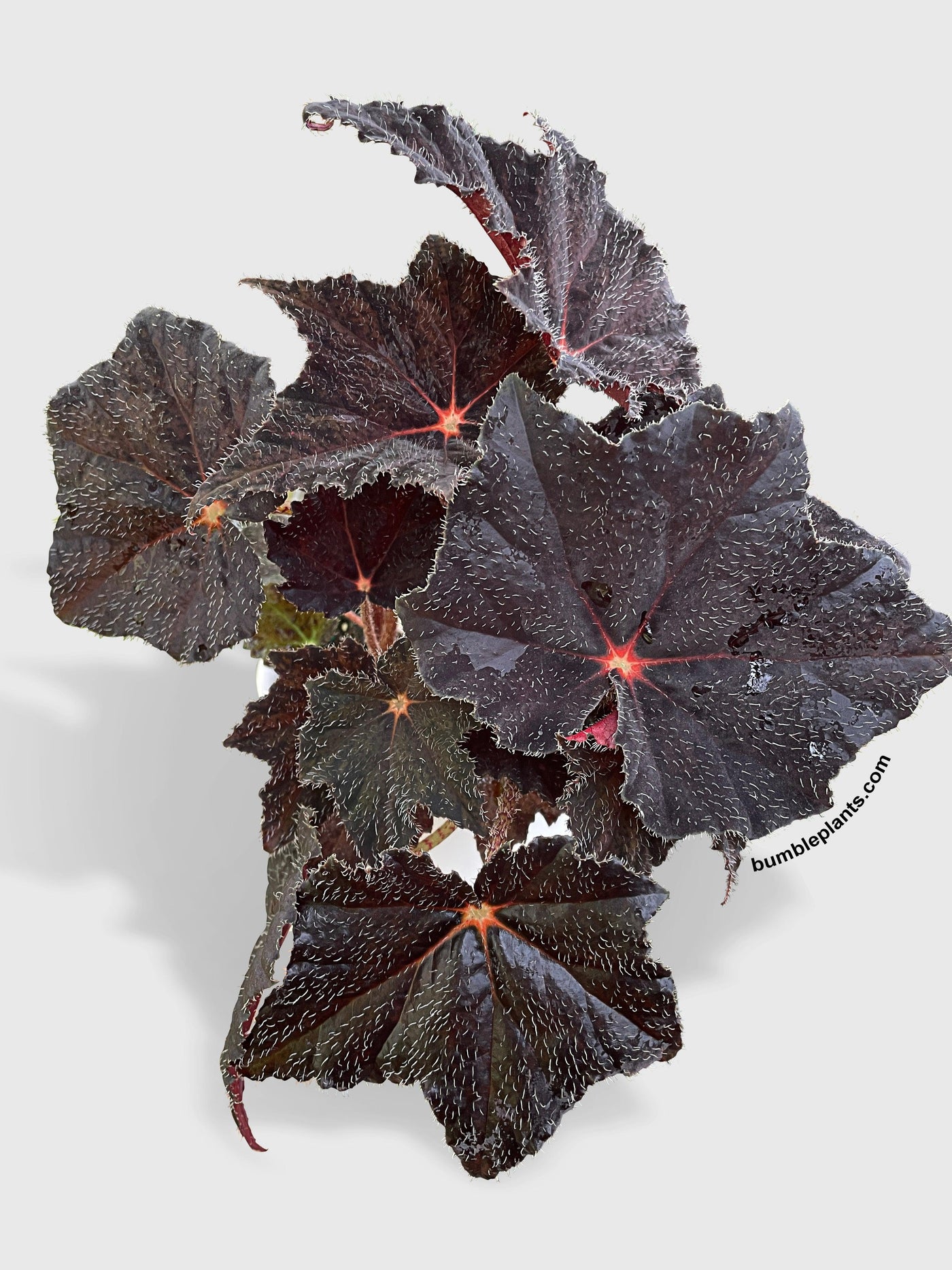 Begonia Black Fuzz Hallows Eye - Bumble Plants