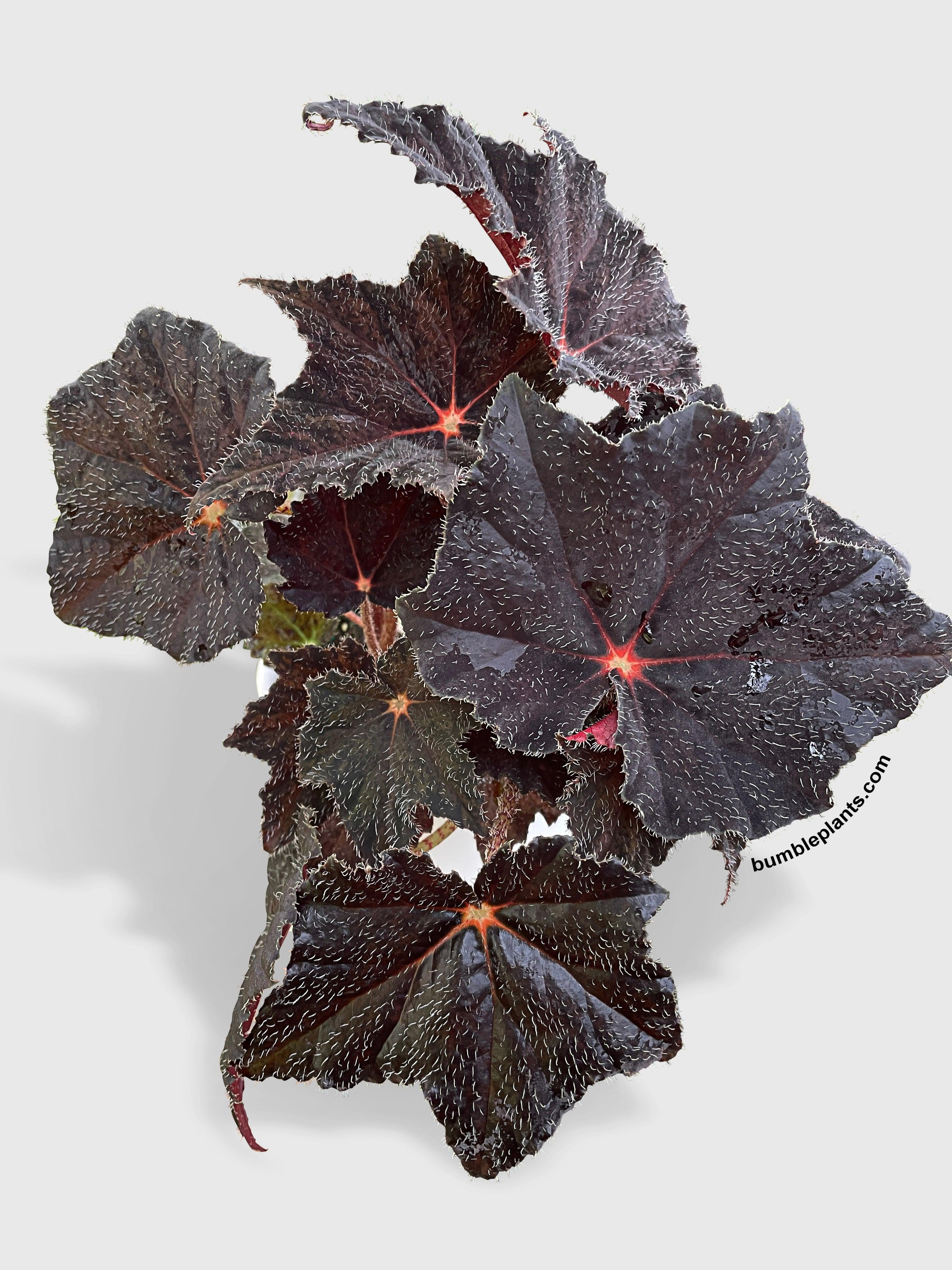 Begonia Black Fuzz Hallows Eye - Bumble Plants