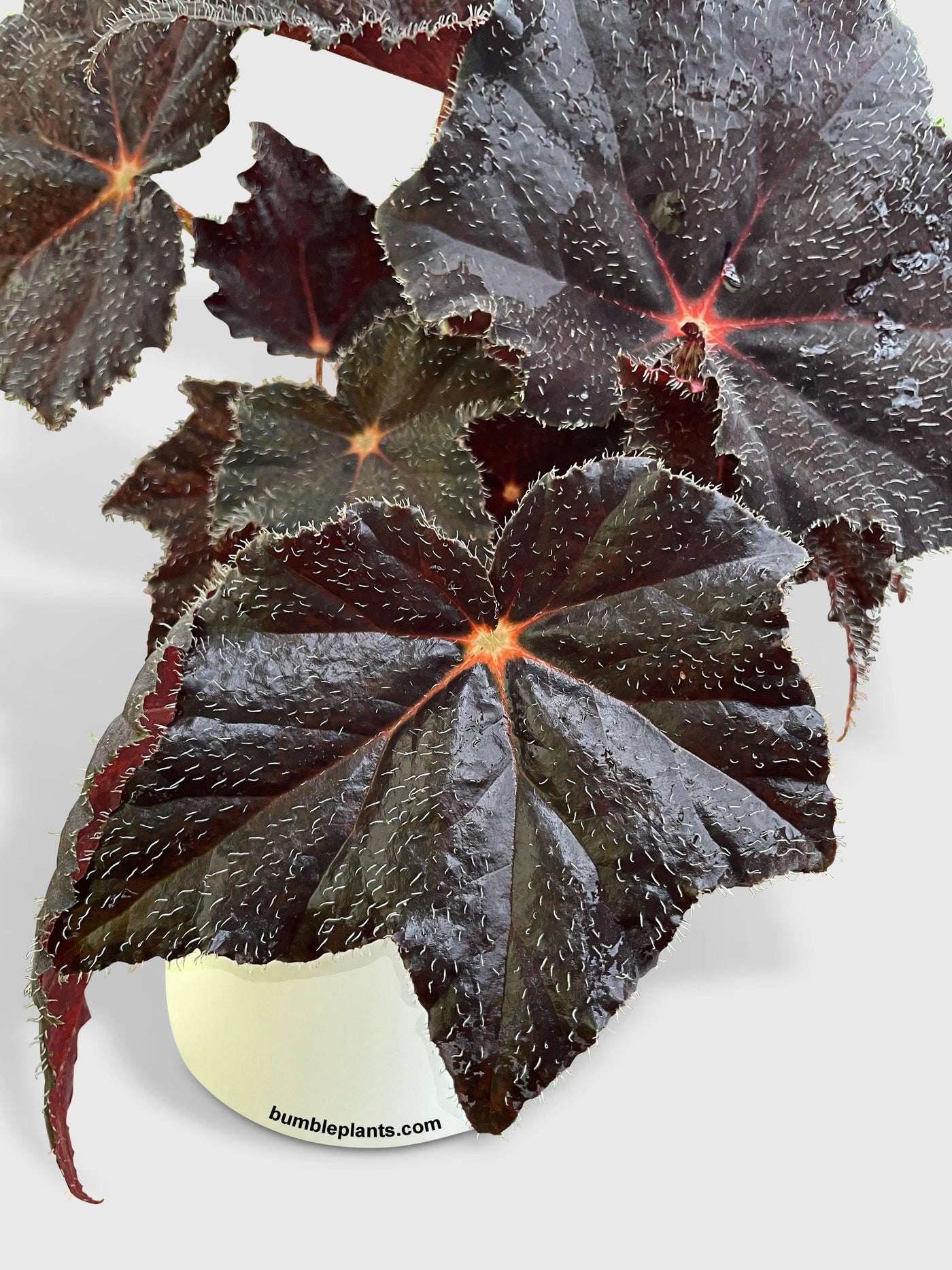 Begonia Black Fuzz Hallows Eye - Bumble Plants