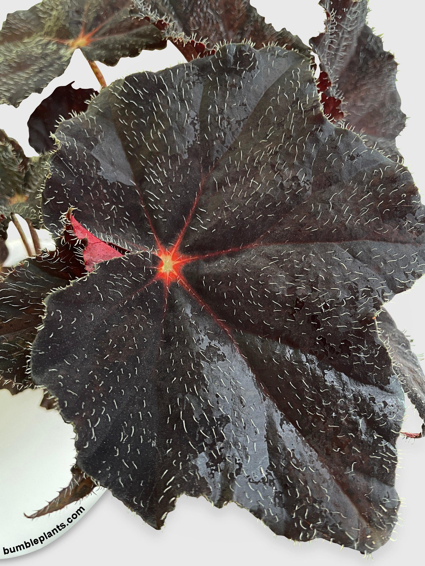 Begonia Black Fuzz Hallows Eye - Bumble Plants