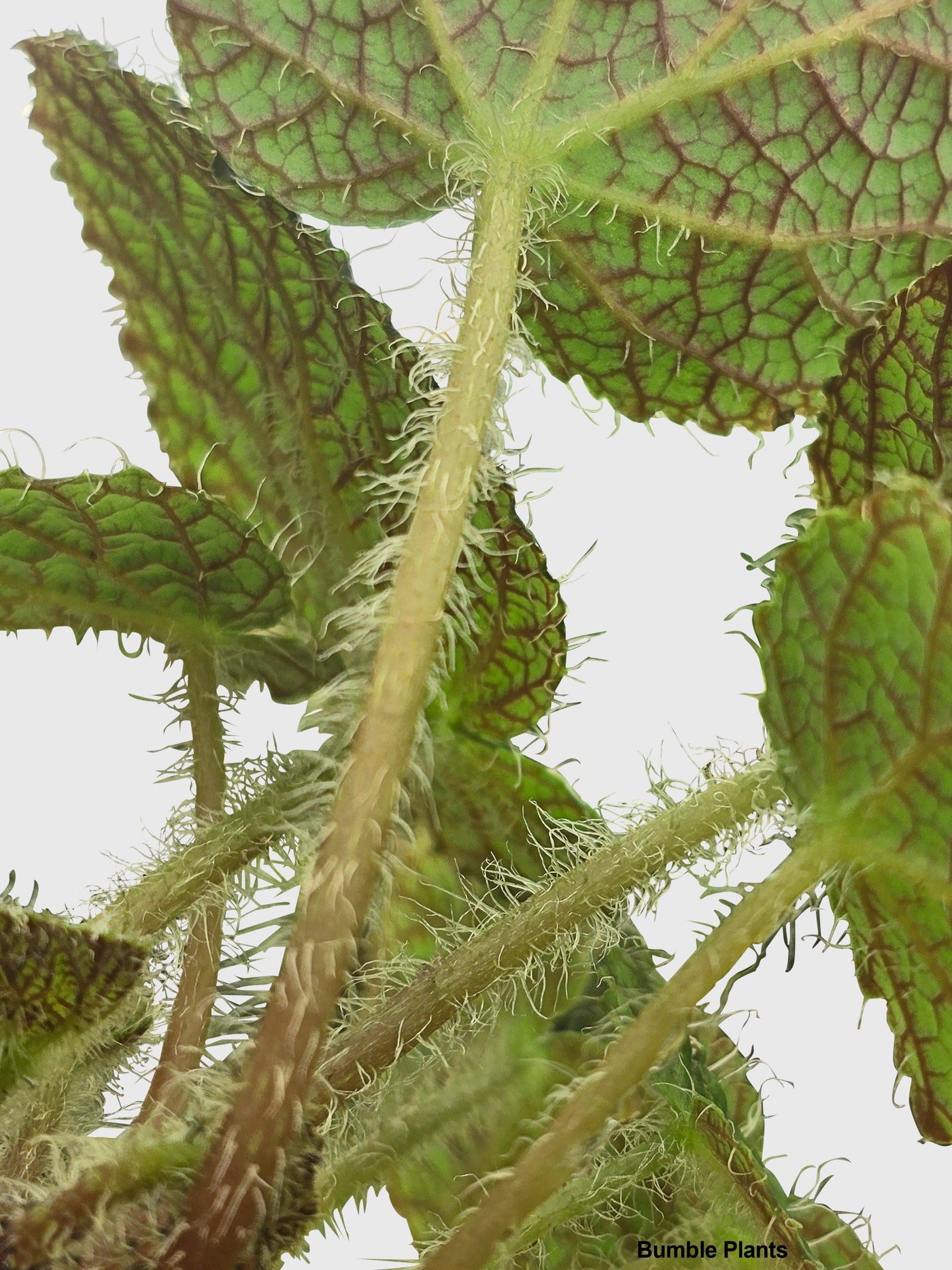 Begonia Longiciliata 'Sizemoreae U388' - Bumble Plants