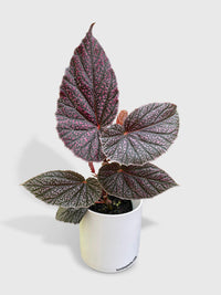 Begonia Miss Mummy - Bumble Plants