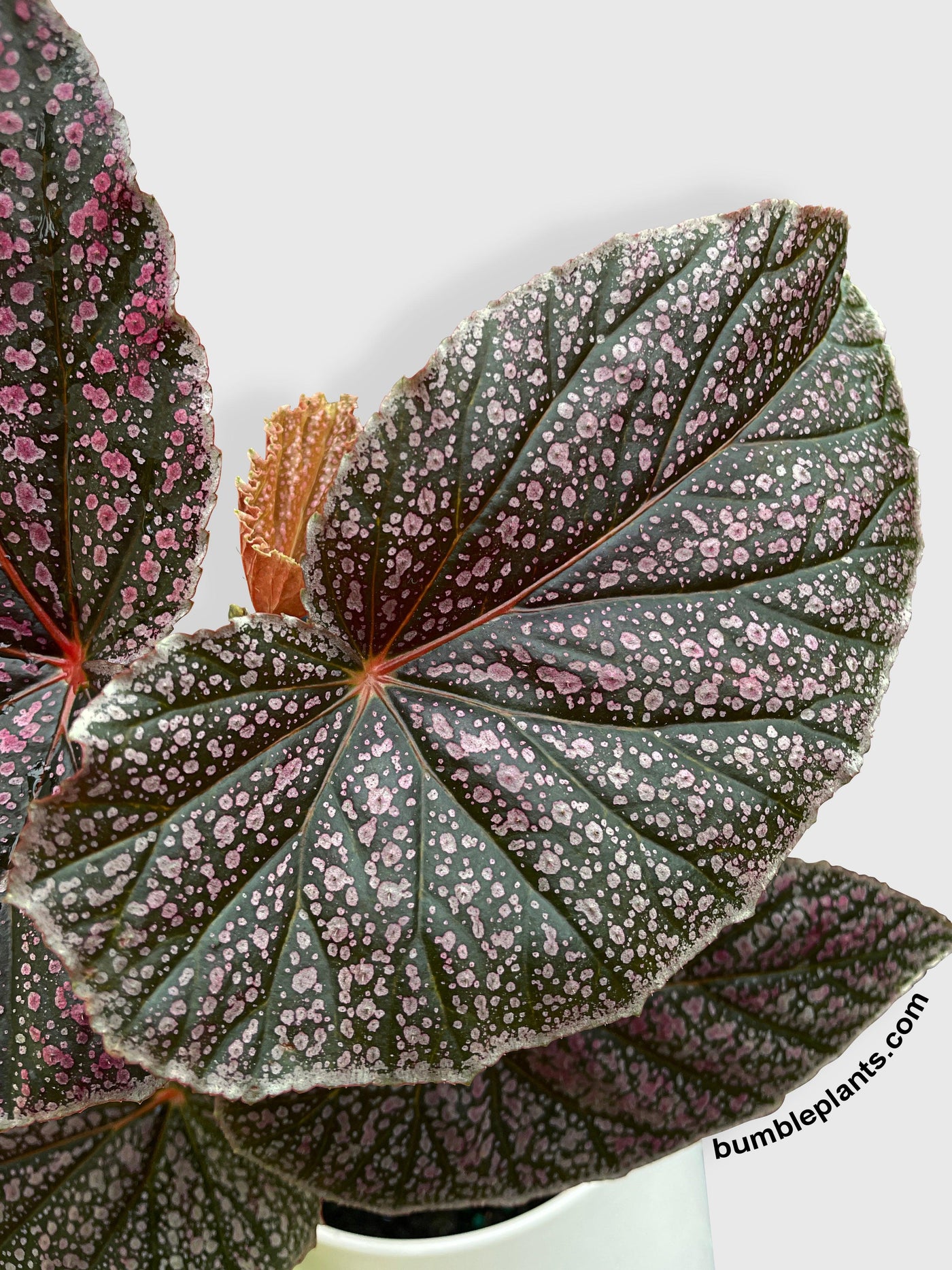 Begonia Miss Mummy - Bumble Plants