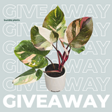 Bumble Plants Giveaway