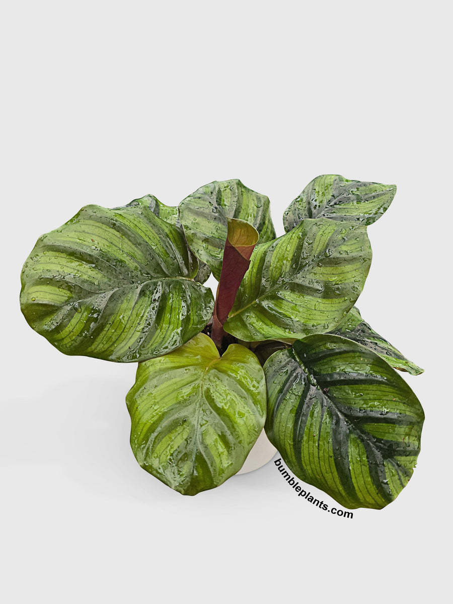 Calathea Fasciata Rotundifolia - Bumble Plants