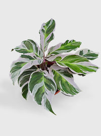 Calathea White Fusion - Bumble Plants