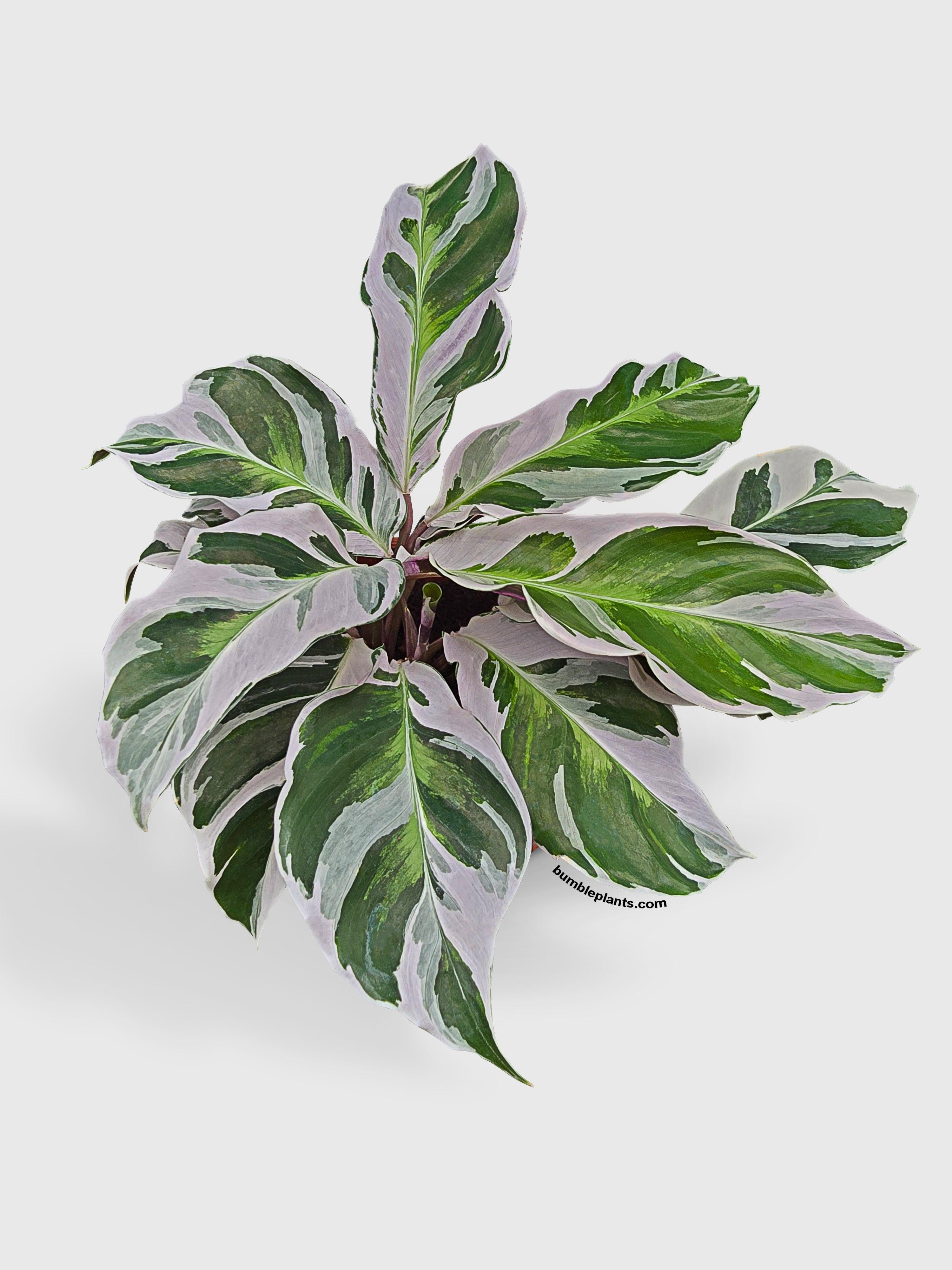 Calathea White Fusion - Bumble Plants