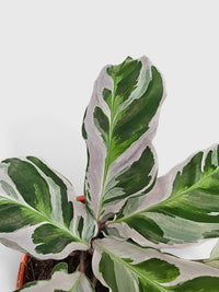 Calathea White Fusion - Bumble Plants