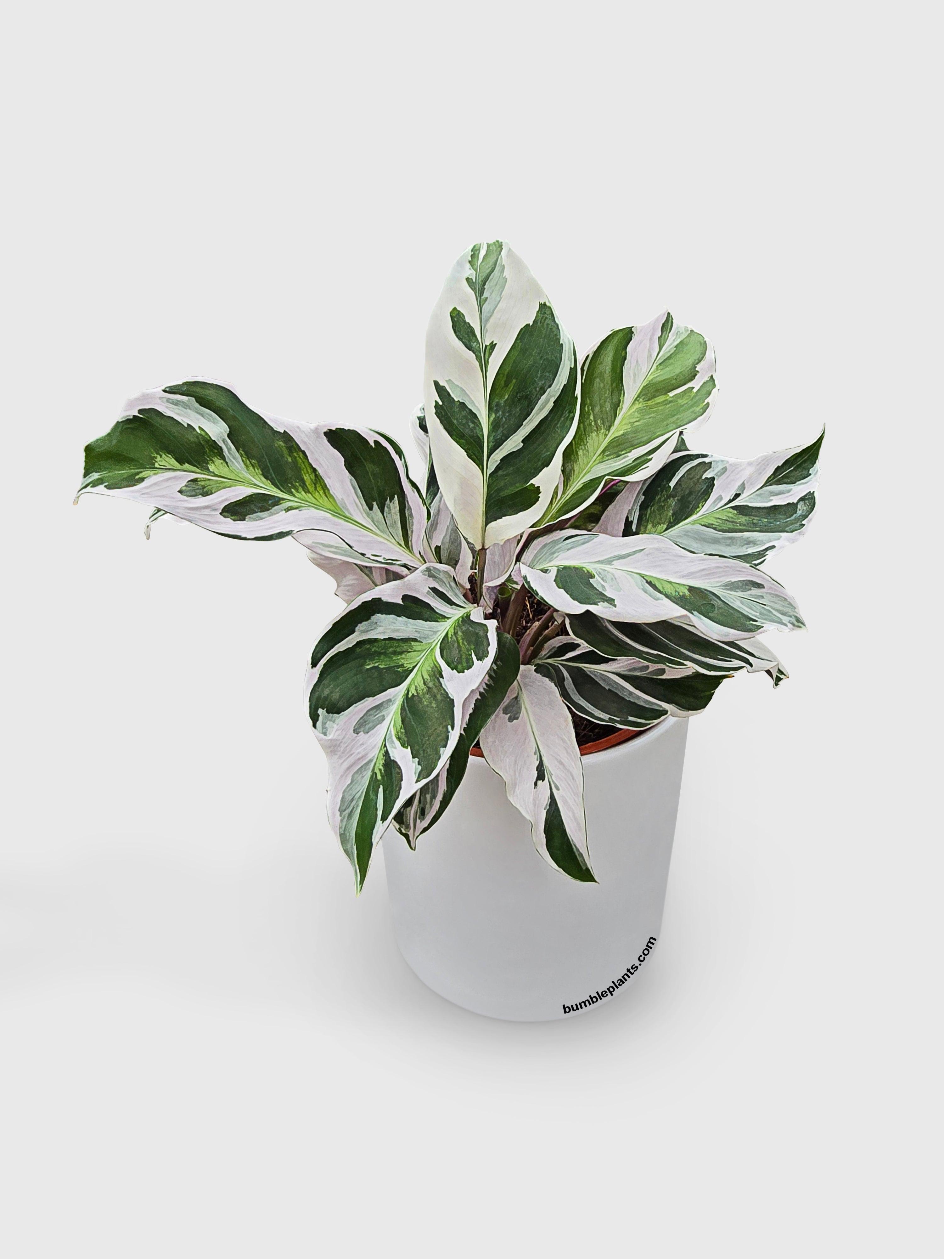 Calathea White Fusion - Bumble Plants