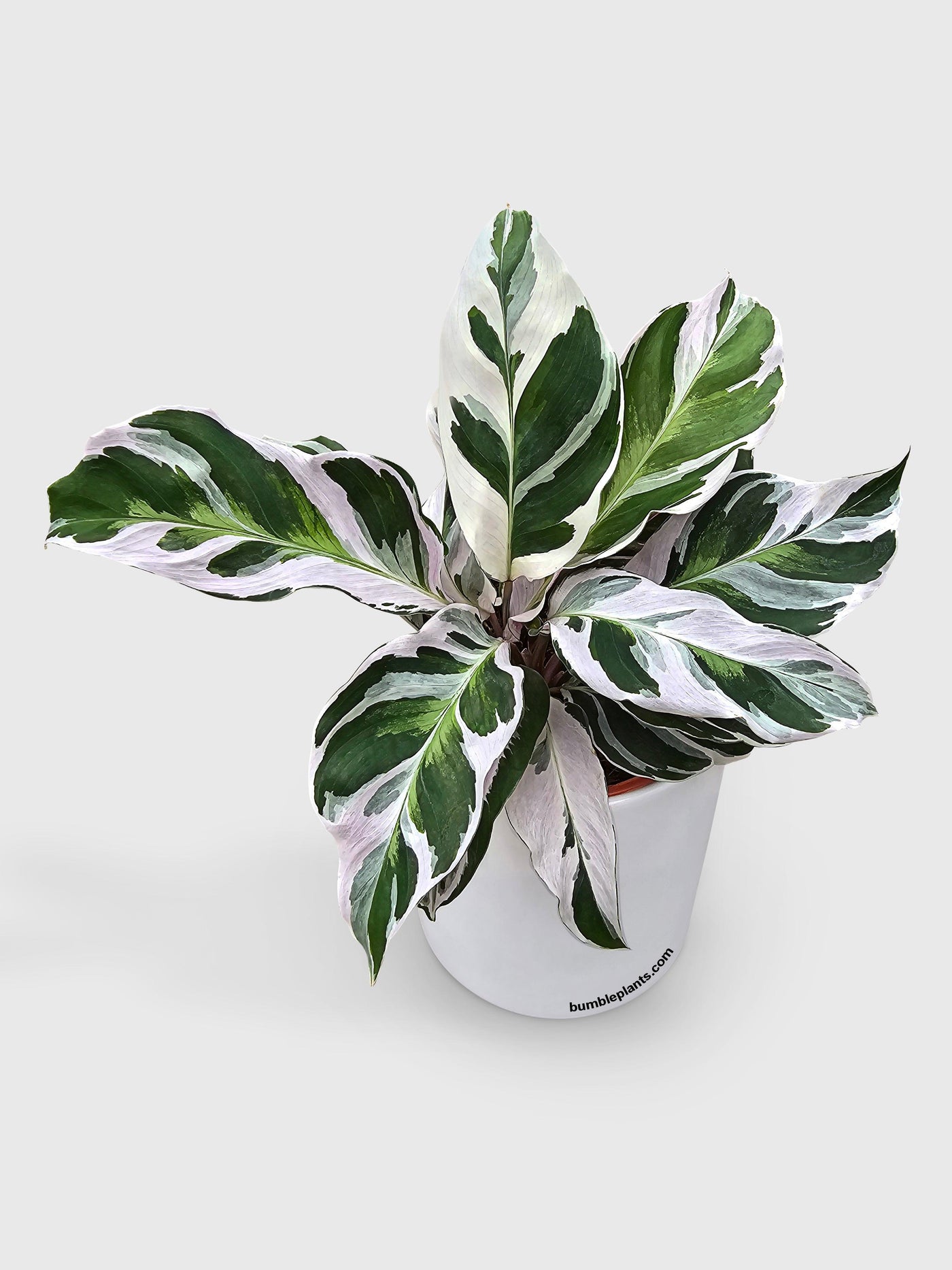 Calathea White Fusion - Bumble Plants