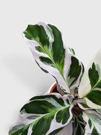 Calathea White Fusion - Bumble Plants