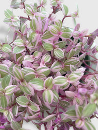 Callisia Repens Rosato 'Pink Panther' - Bumble Plants