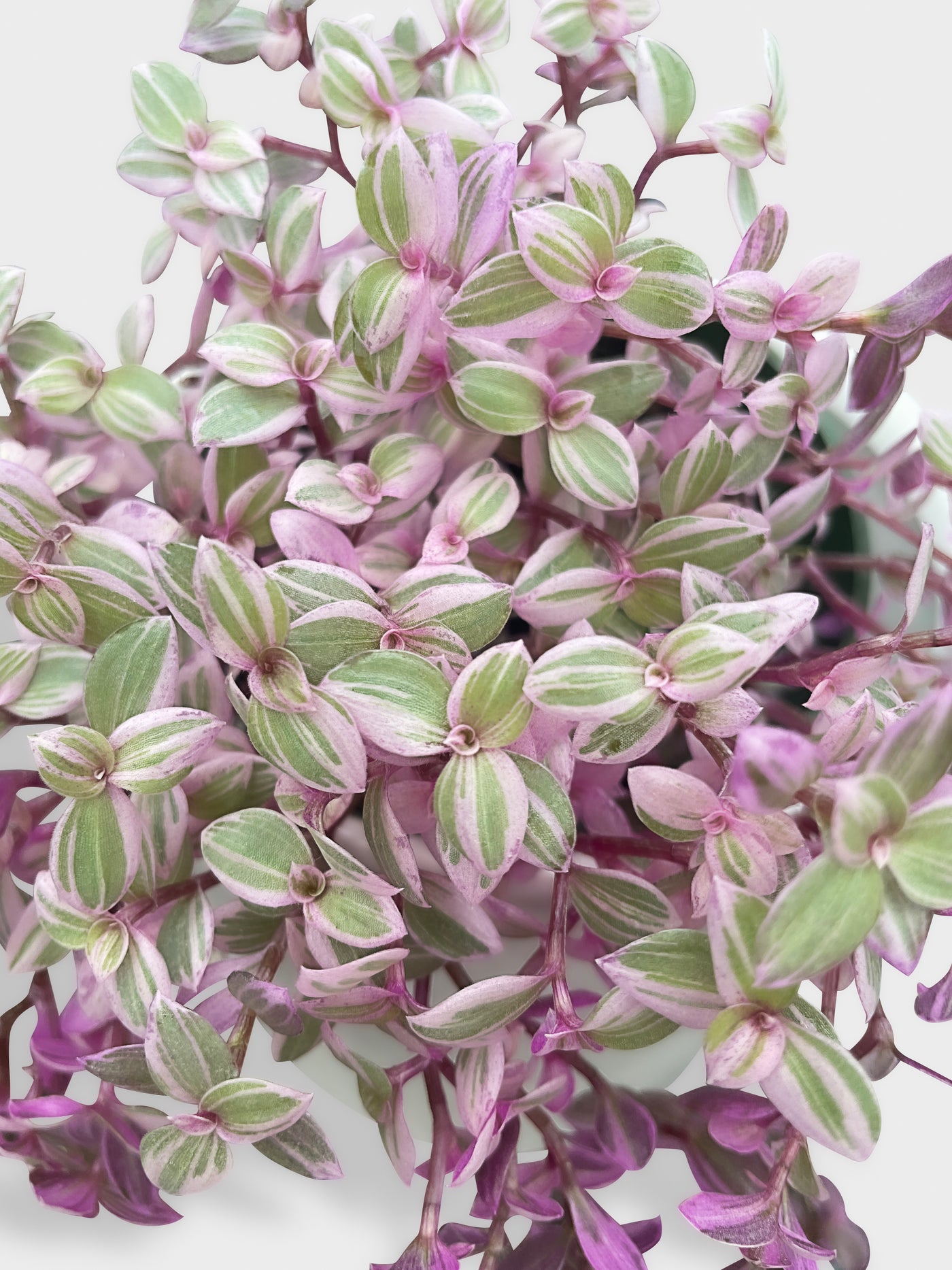 Callisia Repens Rosato 'Pink Panther' - Bumble Plants