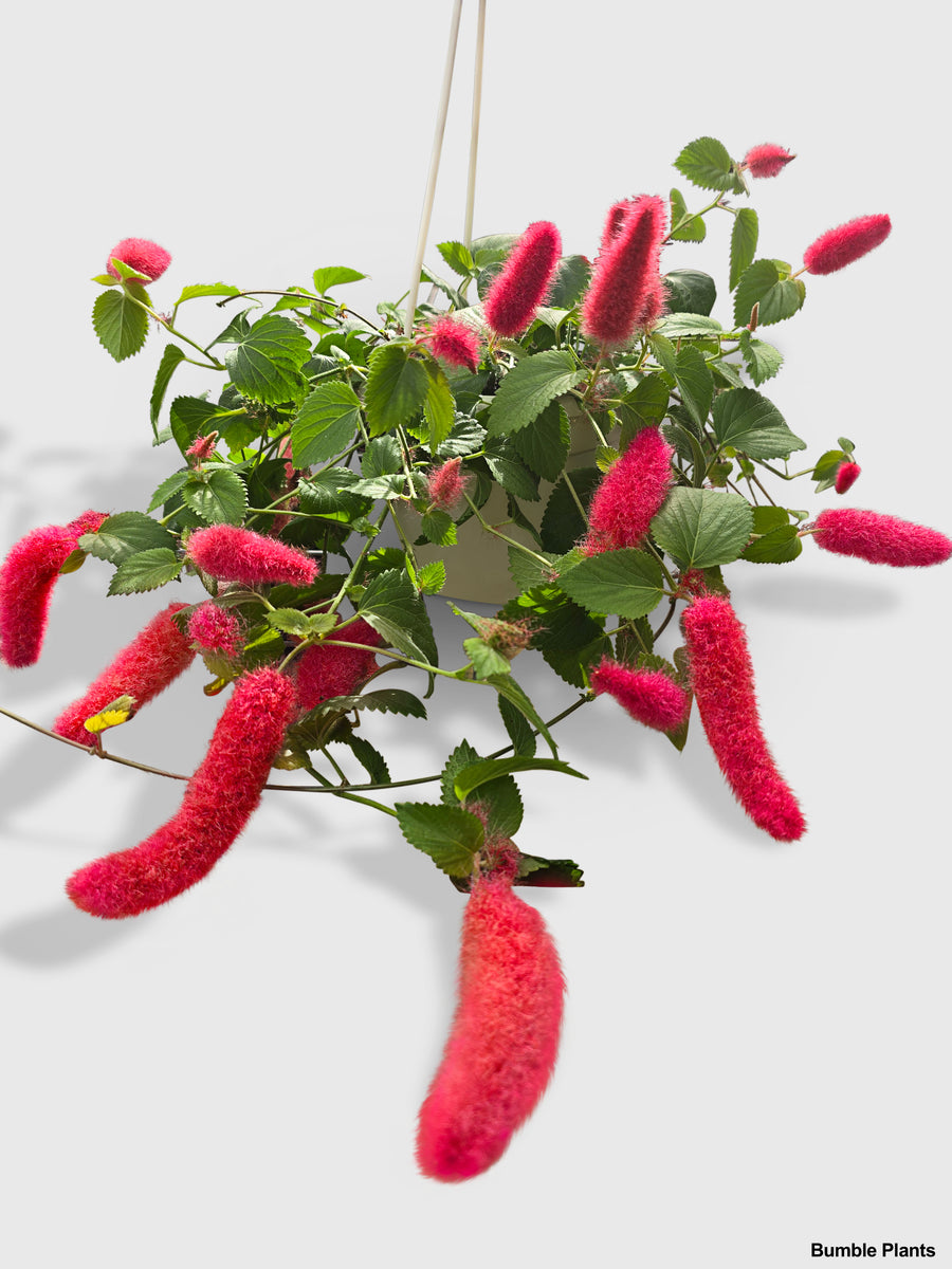 Chenille Acalypha Hispida 'Red Hot Cat's Tail' - Bumble Plants