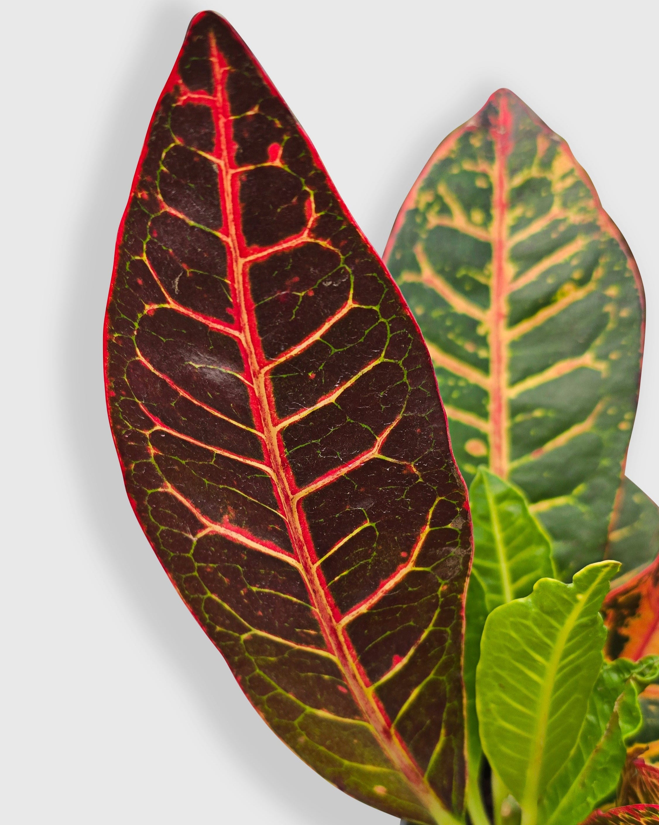 Croton Petra Codiaeum Variegatum Pictum  'Joseph's Coat'