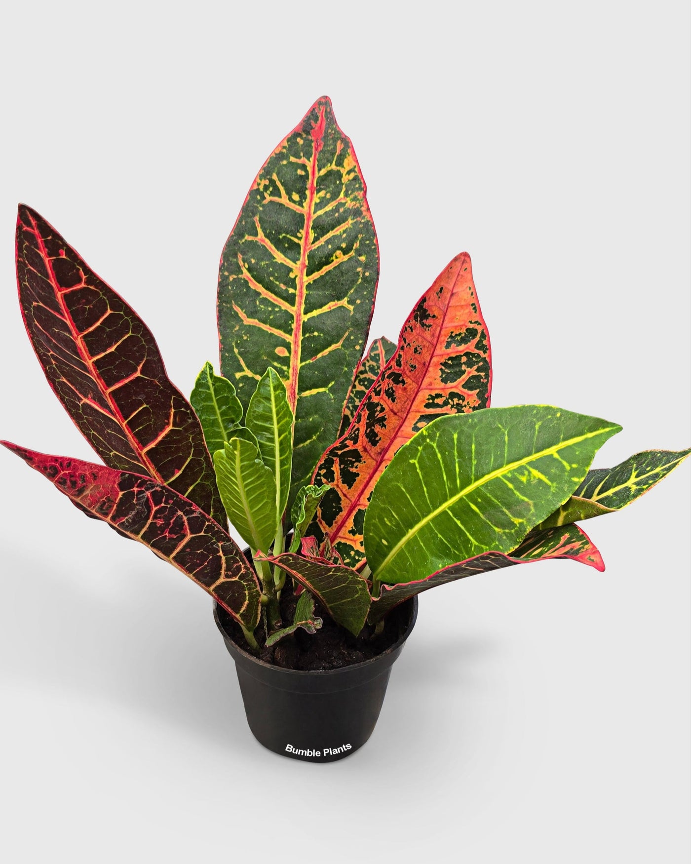 Croton Petra Codiaeum Variegatum Pictum  'Joseph's Coat'