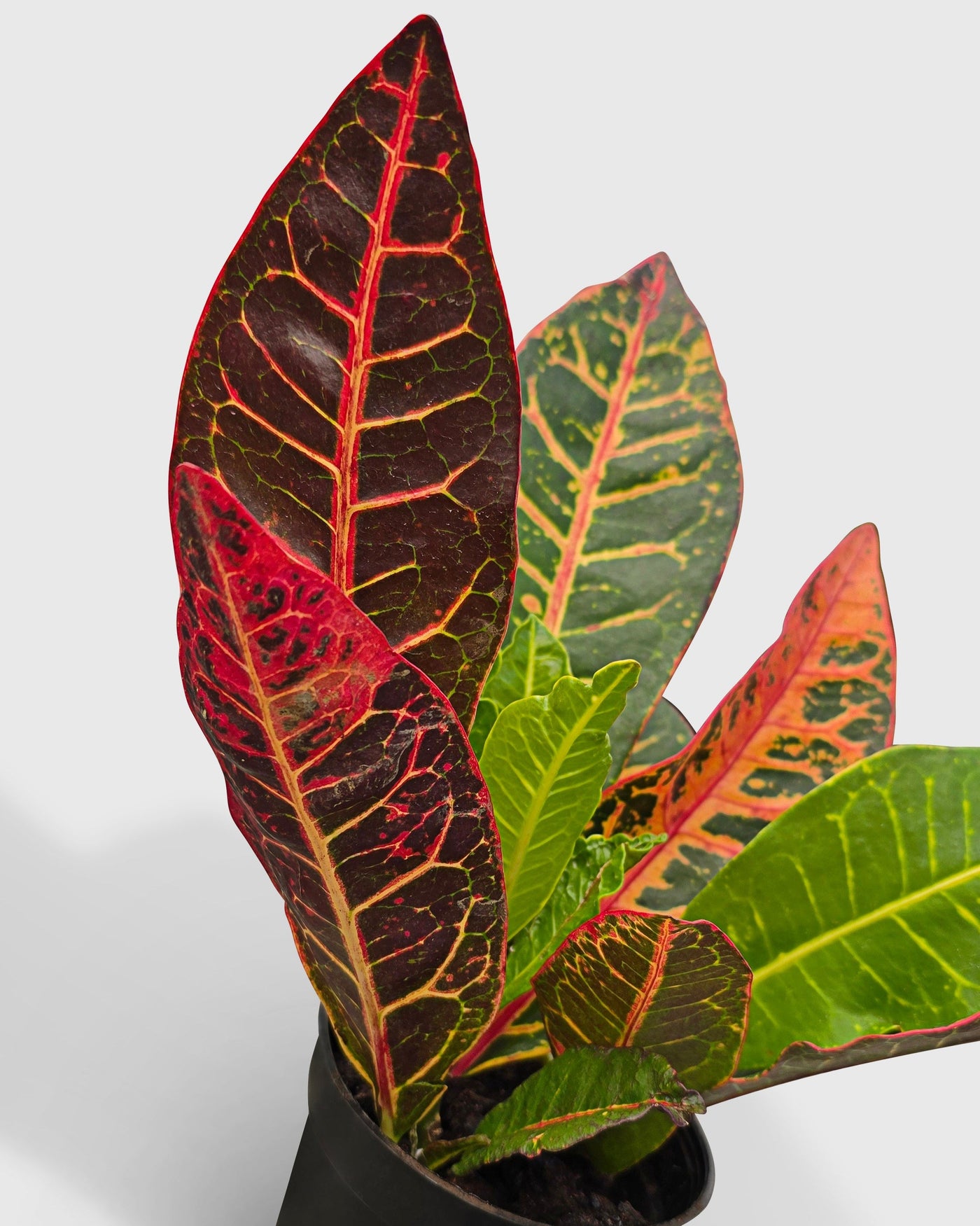 Croton Petra Codiaeum Variegatum Pictum  'Joseph's Coat'