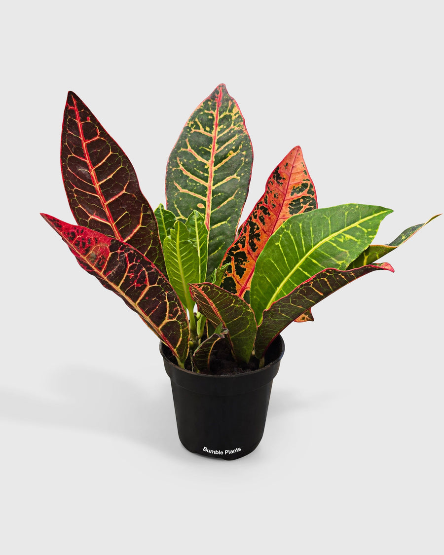 Croton Petra Codiaeum Variegatum Pictum  'Joseph's Coat'