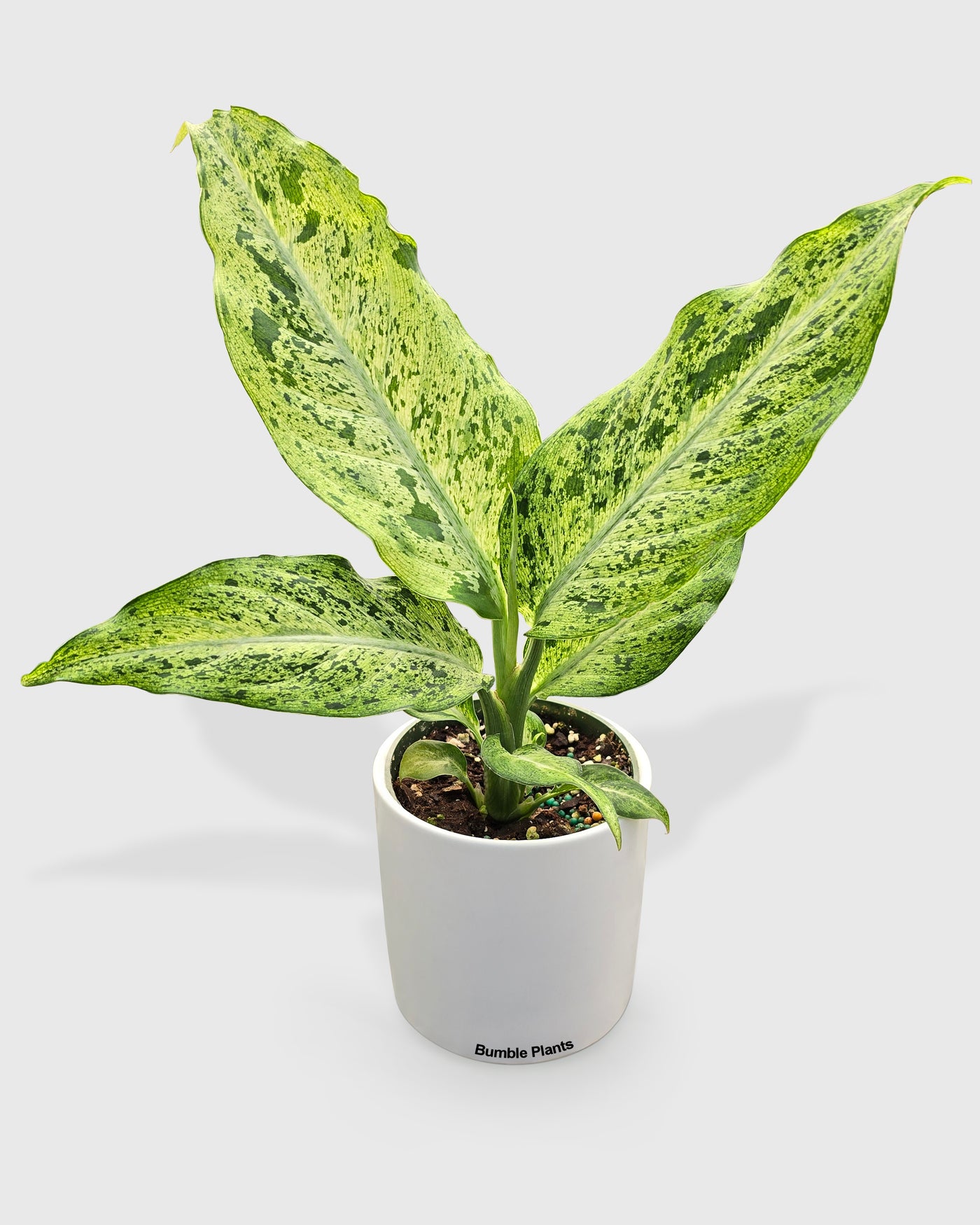 Dieffenbachia sp. Maui Wowie