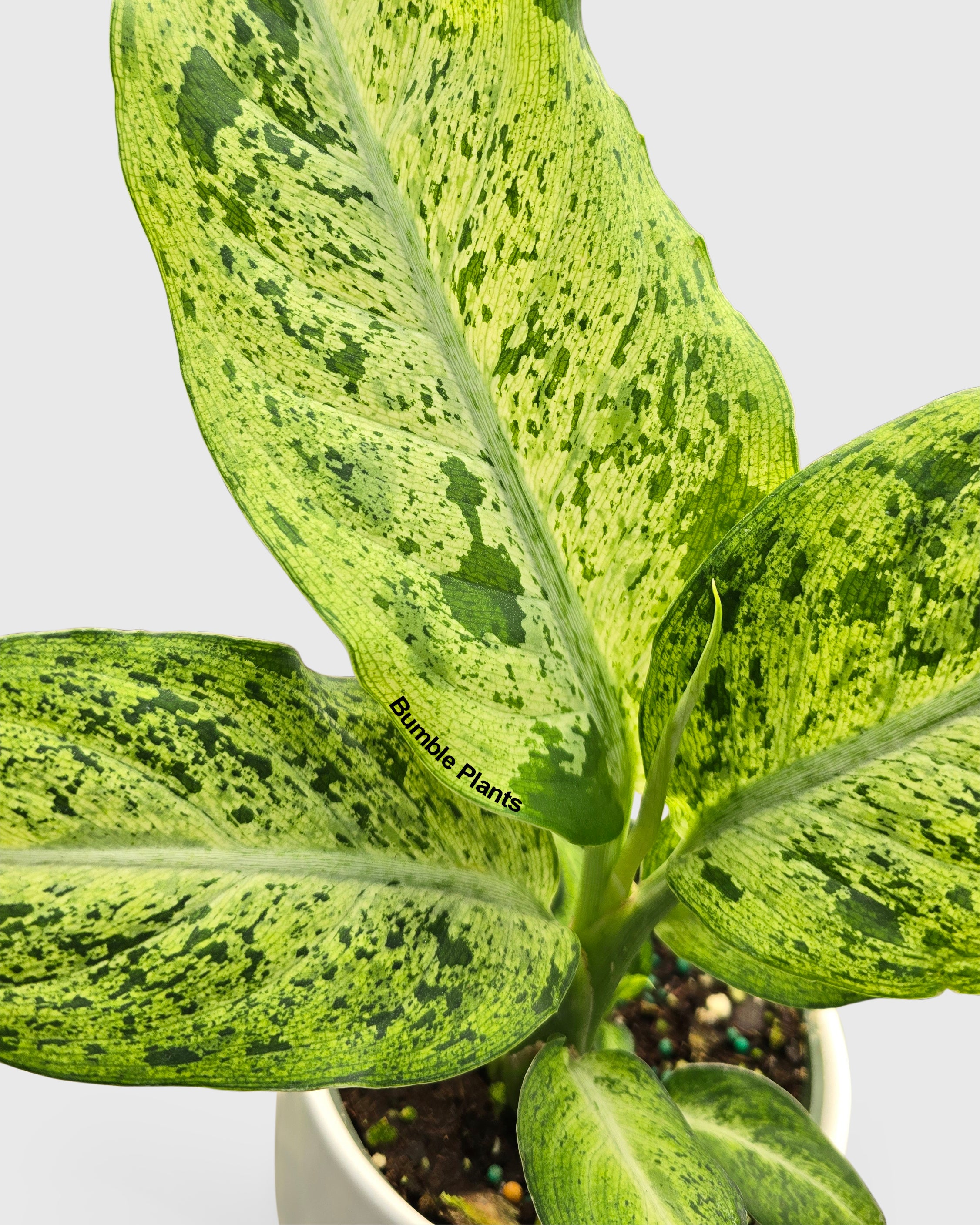 Dieffenbachia sp. Maui Wowie