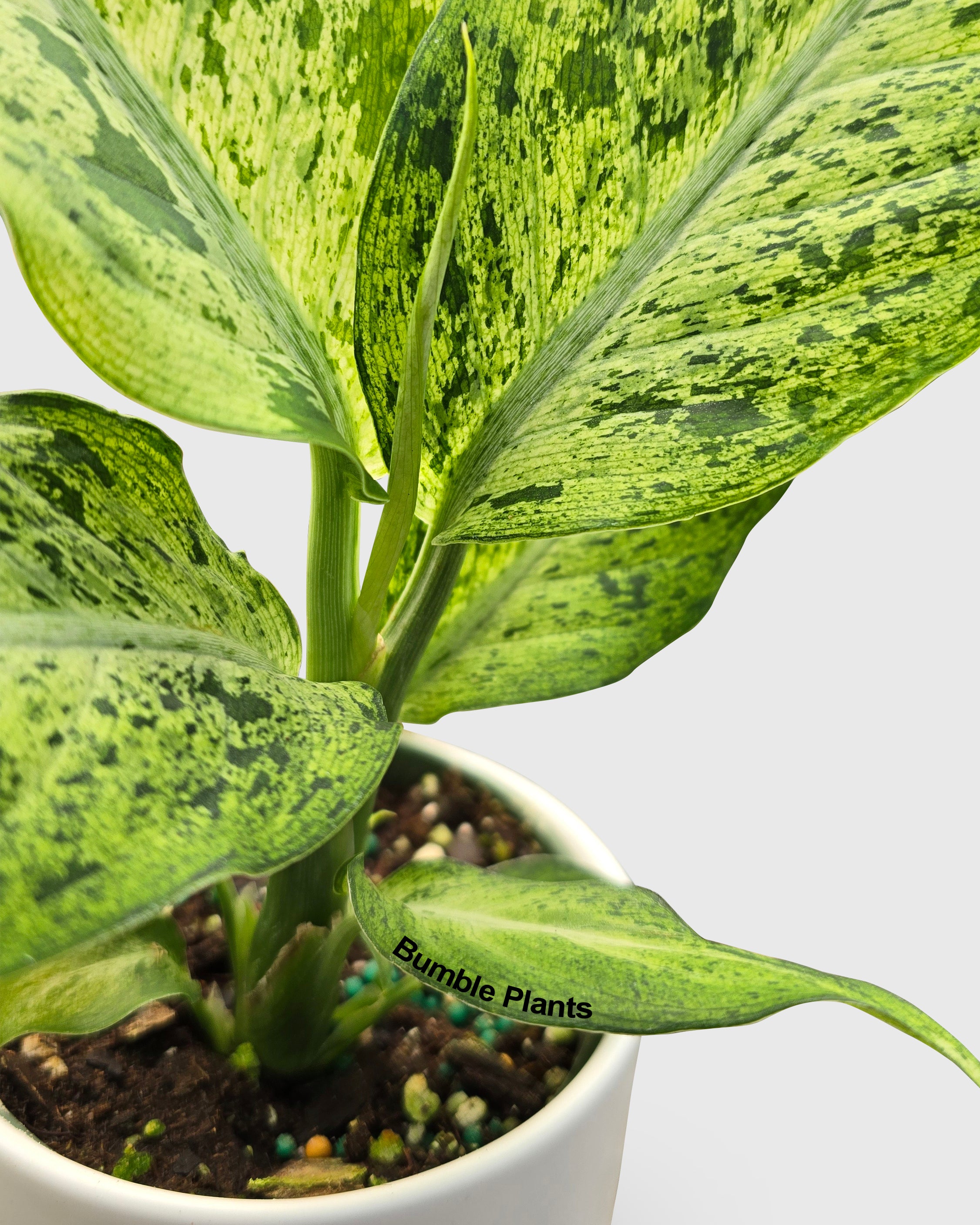 Dieffenbachia sp. Maui Wowie