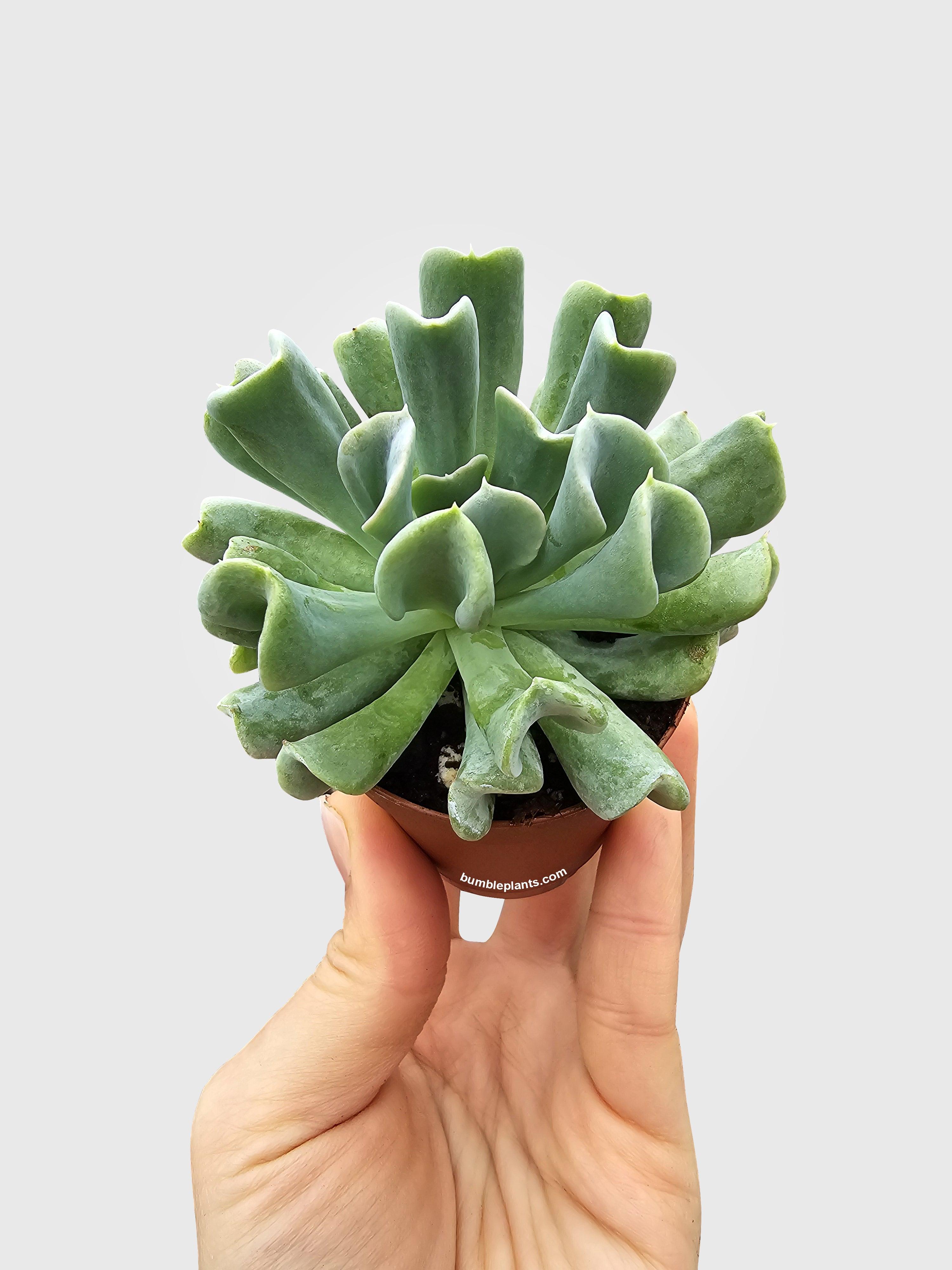 Echeveria Runyonii Topsy Turvy Succulent - Bumble Plants