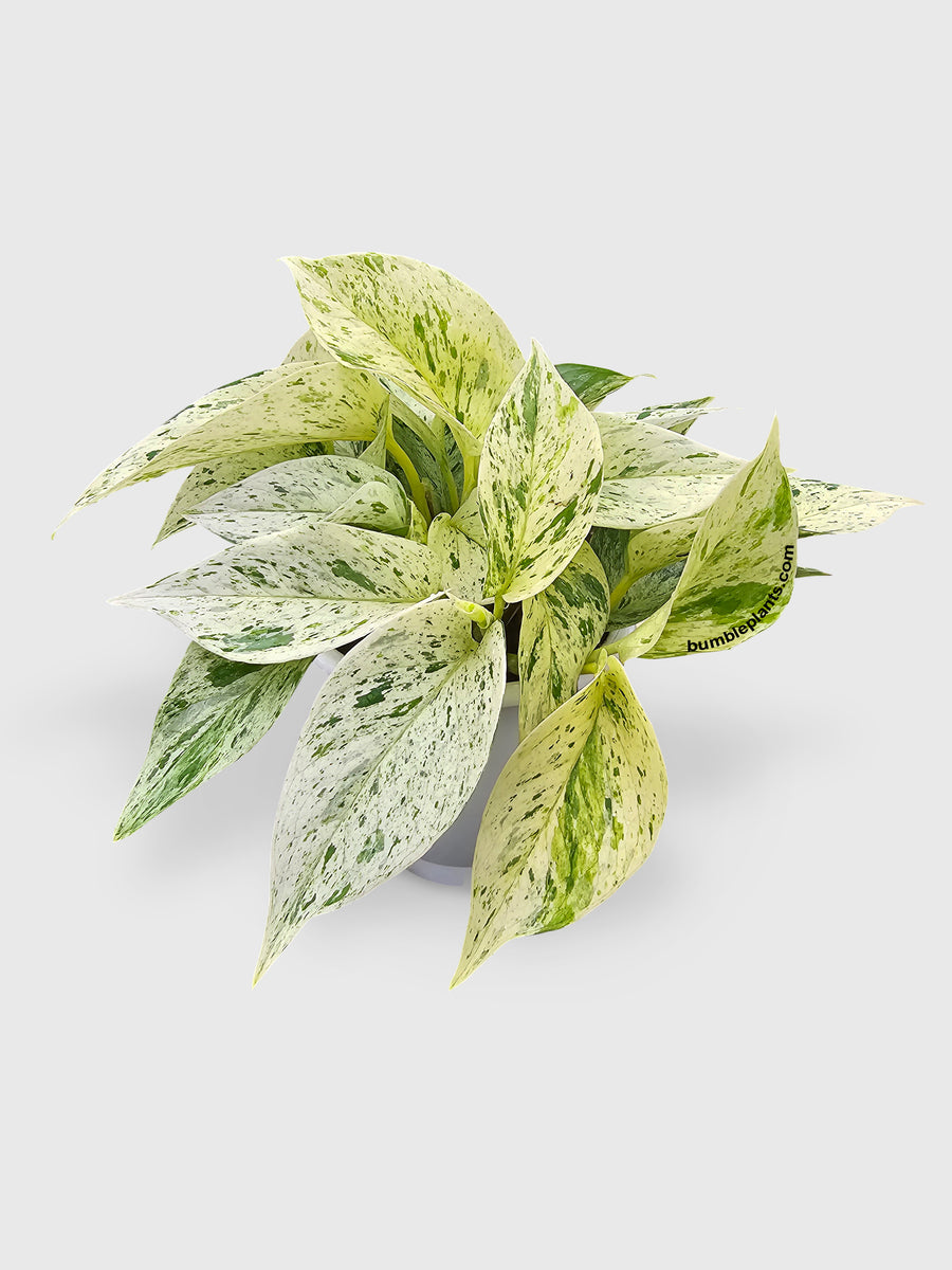 Snow Queen Icy White Pothos - Bumble Plants