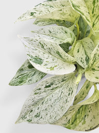 Snow Queen Icy White Pothos - Bumble Plants