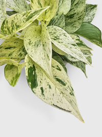 Snow Queen Icy White Pothos - Bumble Plants