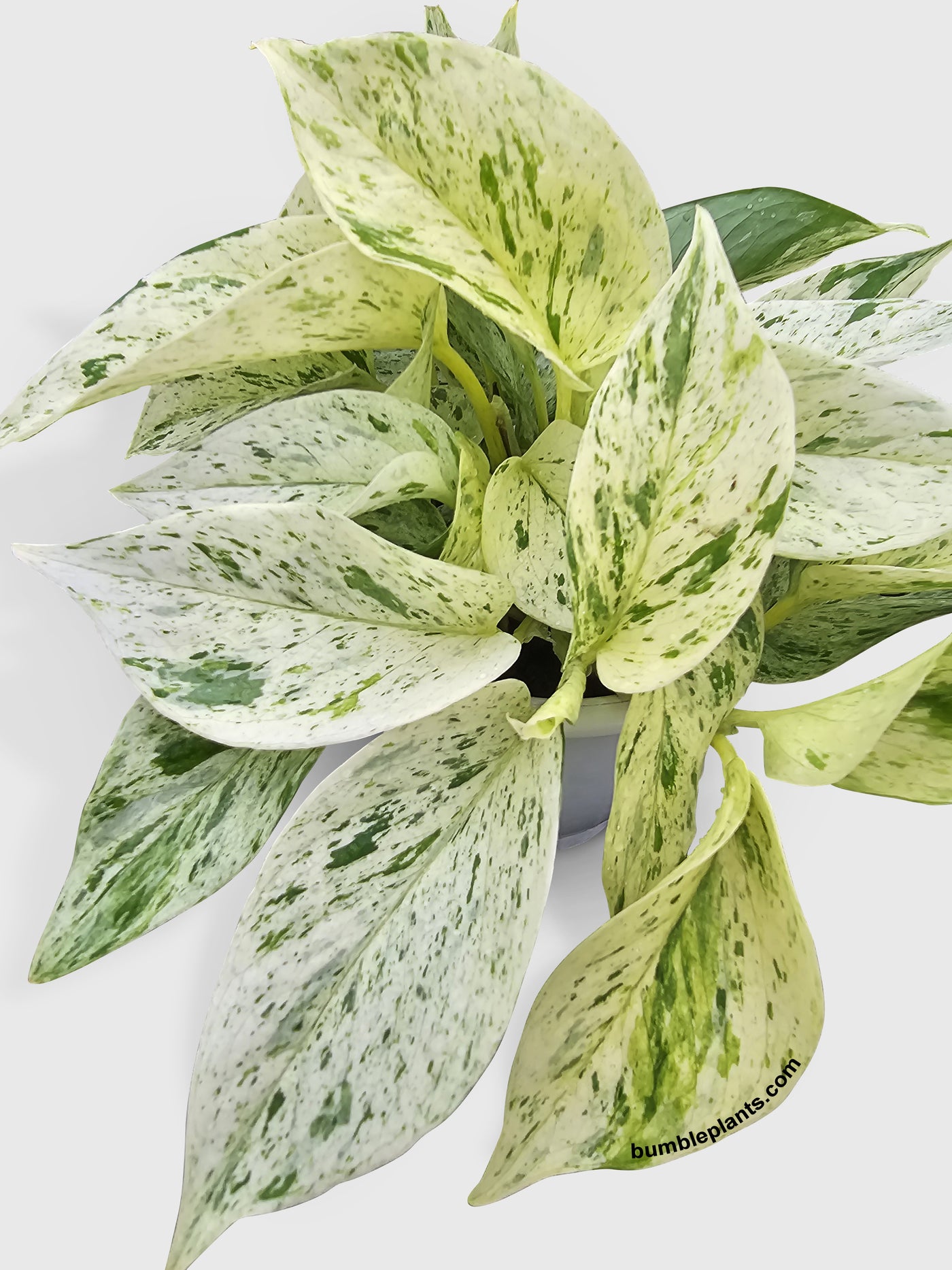 Snow Queen Icy White Pothos - Bumble Plants