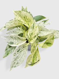 Snow Queen Icy White Pothos - Bumble Plants