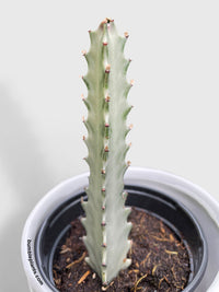 Euphorbia Lactea 'White Ghost' Dragon Bone - Bumble Plants