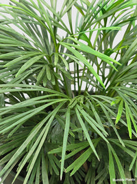 Eyelash Fern 'Actiniopteris Australis' - Bumble Plants