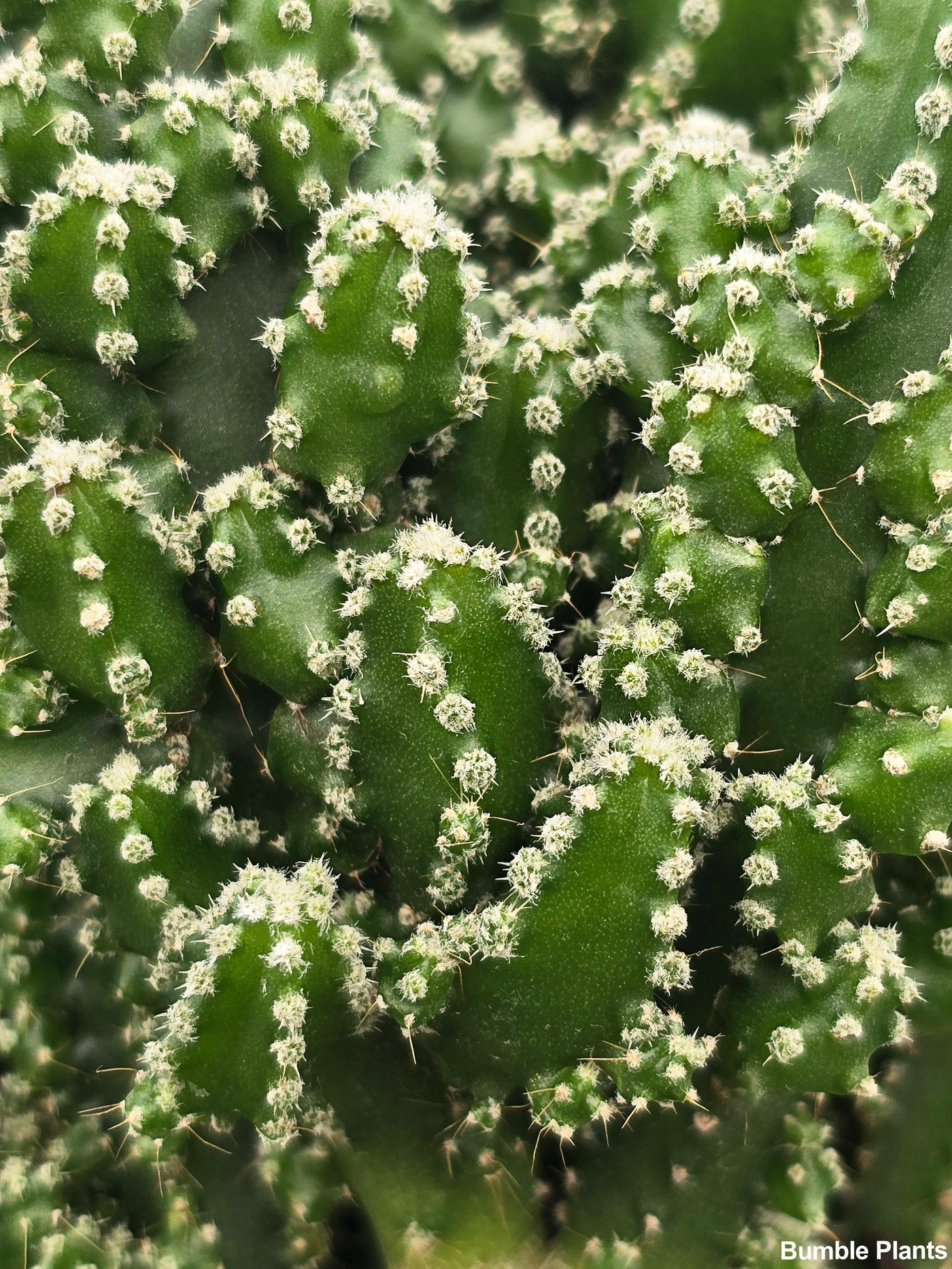 Fairy Castle Cactus 'Acanthocereus Tetragonus' - Bumble Plants