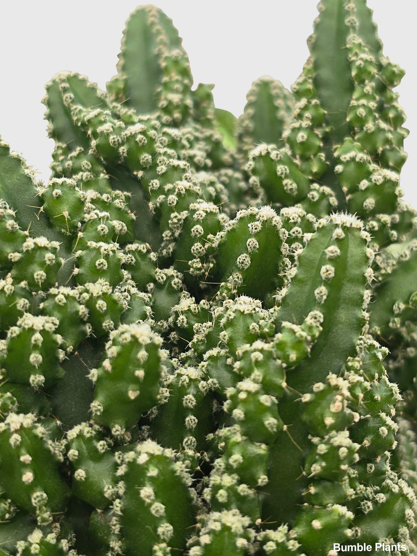 Fairy Castle Cactus 'Acanthocereus Tetragonus' - Bumble Plants