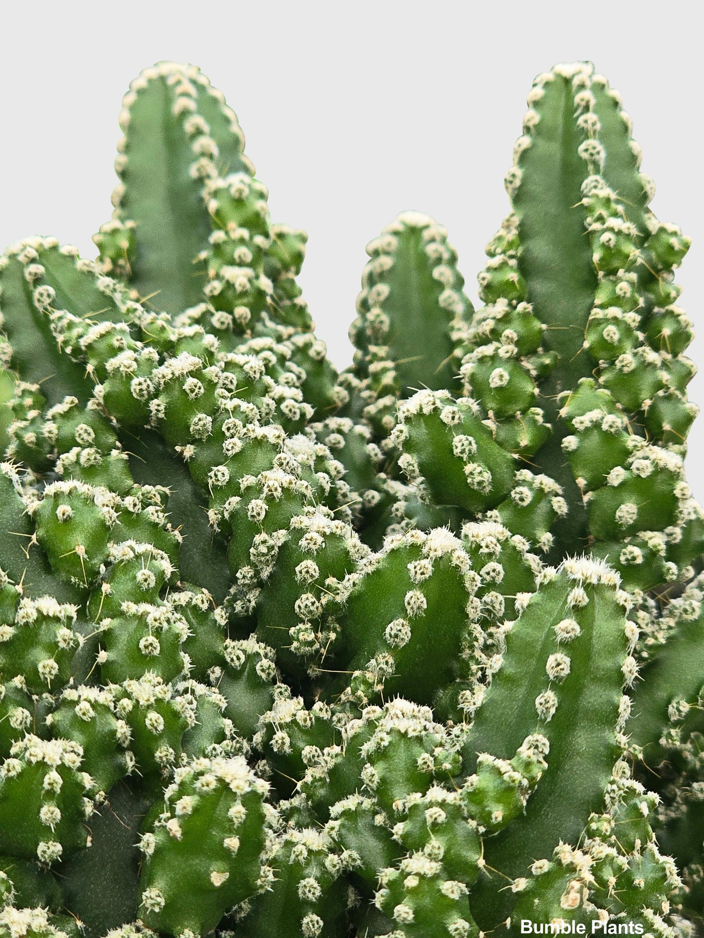 Fairy Castle Cactus 'Acanthocereus Tetragonus' - Bumble Plants