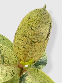 Ficus Elastica Shivereana "Moonshine" - Bumble Plants