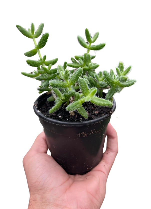 Hedgehog Ice Plant Succulent